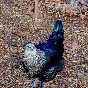 Some Poultry Are Red, Some Are Blue, But Let's Not Forget, They Can Be Barred Too! 57.jpg