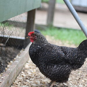 Some Poultry Are Red, Some Are Blue, But Let's Not Forget, They Can Be Barred Too! 62.jpg