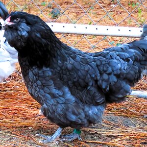 Some Poultry Are Red, Some Are Blue, But Let's Not Forget, They Can Be Barred Too! 64.jpg