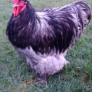 Some Poultry Are Red, Some Are Blue, But Let's Not Forget, They Can Be Barred Too! 70.jpg