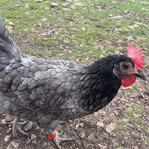 Some Poultry Are Red, Some Are Blue, But Let's Not Forget, They Can Be Barred Too! 84.png