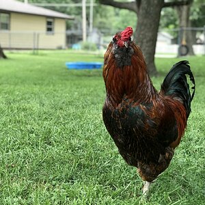 Some Poultry Are Red, Some Are Blue, But Let's Not Forget, They Can Be Barred Too! 89.jpg