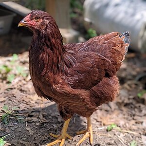 Some Poultry Are Red, Some Are Blue, But Let's Not Forget, They Can Be Barred Too! 93.jpg