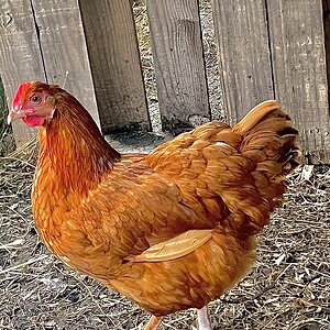 Some Poultry Are Red, Some Are Blue, But Let's Not Forget, They Can Be Barred Too! 112.jpg