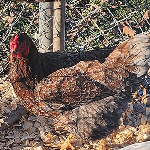 Some Poultry Are Red, Some Are Blue, But Let's Not Forget, They Can Be Barred Too! 118.jpg