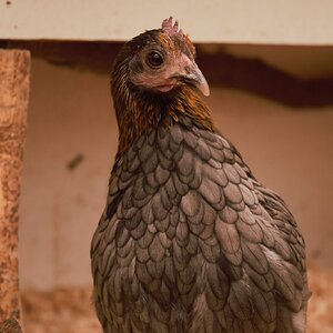 Some Poultry Are Red, Some Are Blue, But Let's Not Forget, They Can Be Barred Too! 122.jpg