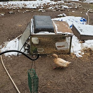 Blanca Duck outside in miserable Weather.