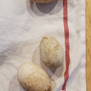 First duck eggs of 2024