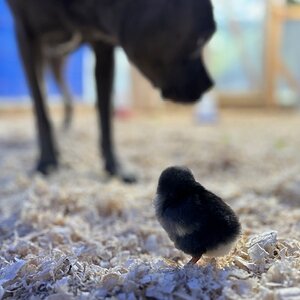 Cutest Baby Fowl Photo Contest 54.jpg