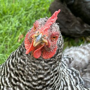 Some Poultry Are Red, Some Are Blue, But Let's Not Forget, They Can Be Barred Too! 128.jpg