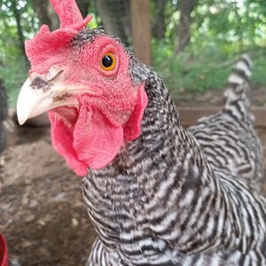 Some Poultry Are Red, Some Are Blue, But Let's Not Forget, They Can Be Barred Too! 132.jpg