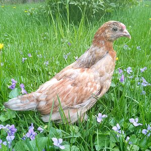 Some Poultry Are Red, Some Are Blue, But Let's Not Forget, They Can Be Barred Too! 134.jpg