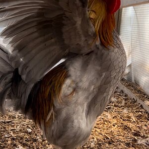 Some Poultry Are Red, Some Are Blue, But Let's Not Forget, They Can Be Barred Too! 141.jpg