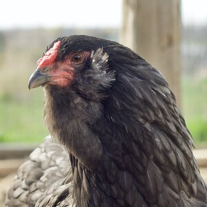 Some Poultry Are Red, Some Are Blue, But Let's Not Forget, They Can Be Barred Too! 148.jpg