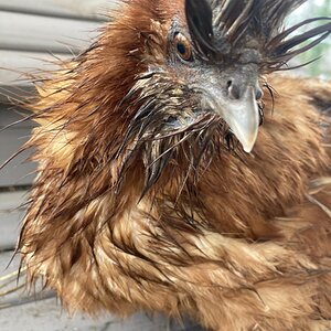 Some Poultry Are Red, Some Are Blue, But Let's Not Forget, They Can Be Barred Too! 156.jpg
