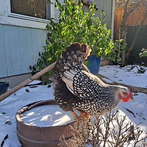 2024—Winter on the Farm Photo Contest 62.jpg