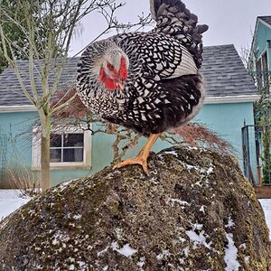 2024—Winter on the Farm Photo Contest 64.jpg
