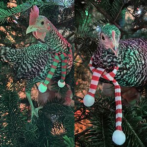 2024—Winter on the Farm Photo Contest 66.jpg