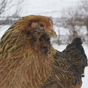 2024—Winter on the Farm Photo Contest 67.jpg