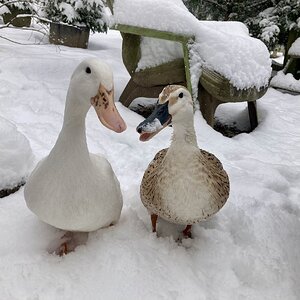 2024—Winter on the Farm Photo Contest 69.jpg