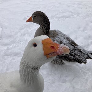 2024—Winter on the Farm Photo Contest 70.jpg
