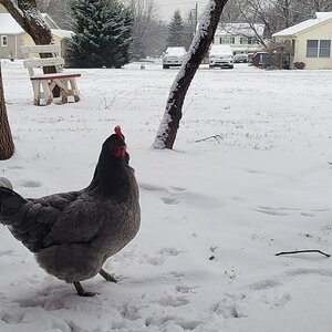 2024—Winter on the Farm Photo Contest 73.jpg