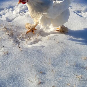 2024—Winter on the Farm Photo Contest 74.jpg