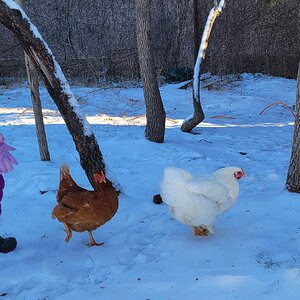 2024—Winter on the Farm Photo Contest 75.jpg