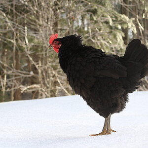 2024—Winter on the Farm Photo Contest 77.jpg