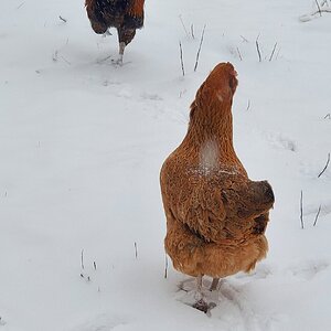 2024—Winter on the Farm Photo Contest 78.jpg