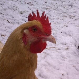 2024—Winter on the Farm Photo Contest 81.jpg