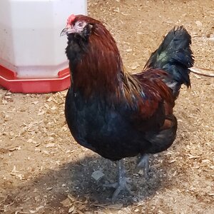 2024—Winter on the Farm Photo Contest 82.jpg