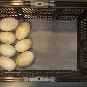 More eggs!