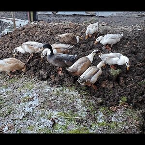 Chaos and Mayhem helping in the garden 🦆