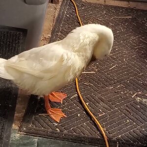 Blanca Duck preening on the Patio