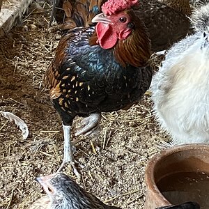 2024—Winter on the Farm Photo Contest 84.jpg