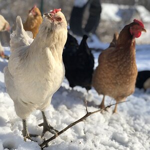 2024—Winter on the Farm Photo Contest 85.jpg