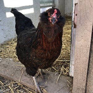 2024—Winter on the Farm Photo Contest 86.jpg