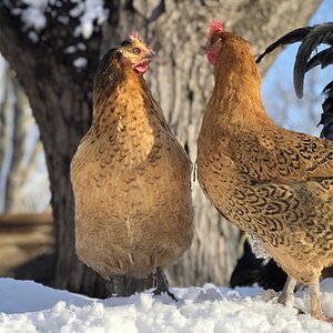2024—Winter on the Farm Photo Contest 87.jpg