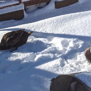 2024—Winter on the Farm Photo Contest 90.jpg