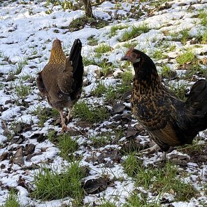 2024—Winter on the Farm Photo Contest 92.jpg