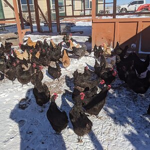 2024—Winter on the Farm Photo Contest 93.jpg