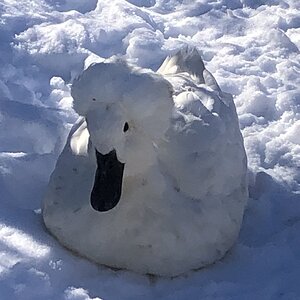 2024—Winter on the Farm Photo Contest 94.jpg