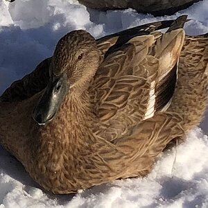 2024—Winter on the Farm Photo Contest 95.jpg