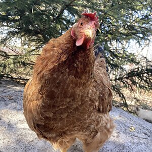 2024—Winter on the Farm Photo Contest 98.jpg