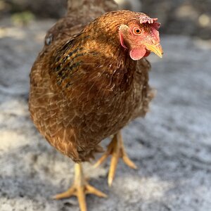 2024—Winter on the Farm Photo Contest 99.jpg