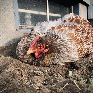 Blue Laced Red Wyandotte