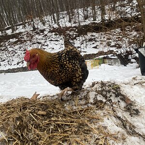 2024—Winter on the Farm Photo Contest 101.jpg