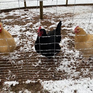 2024—Winter on the Farm Photo Contest 104.jpg