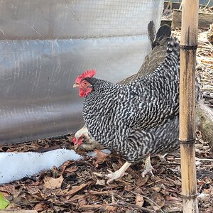 2024—Winter on the Farm Photo Contest 109.jpg
